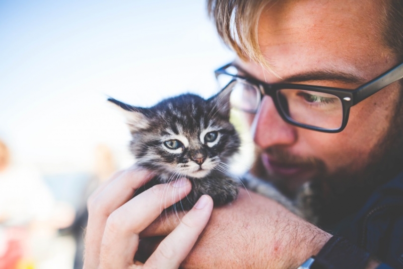Example:
I / nice / a / have / cat.